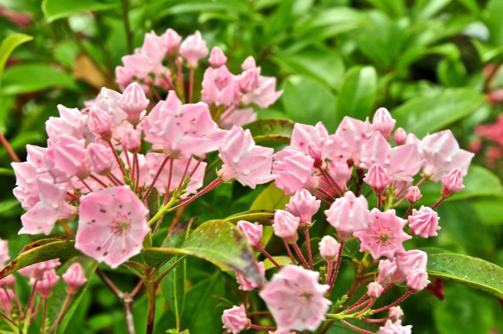 Kalmia Latifolia - View 10 from www redcrocus com