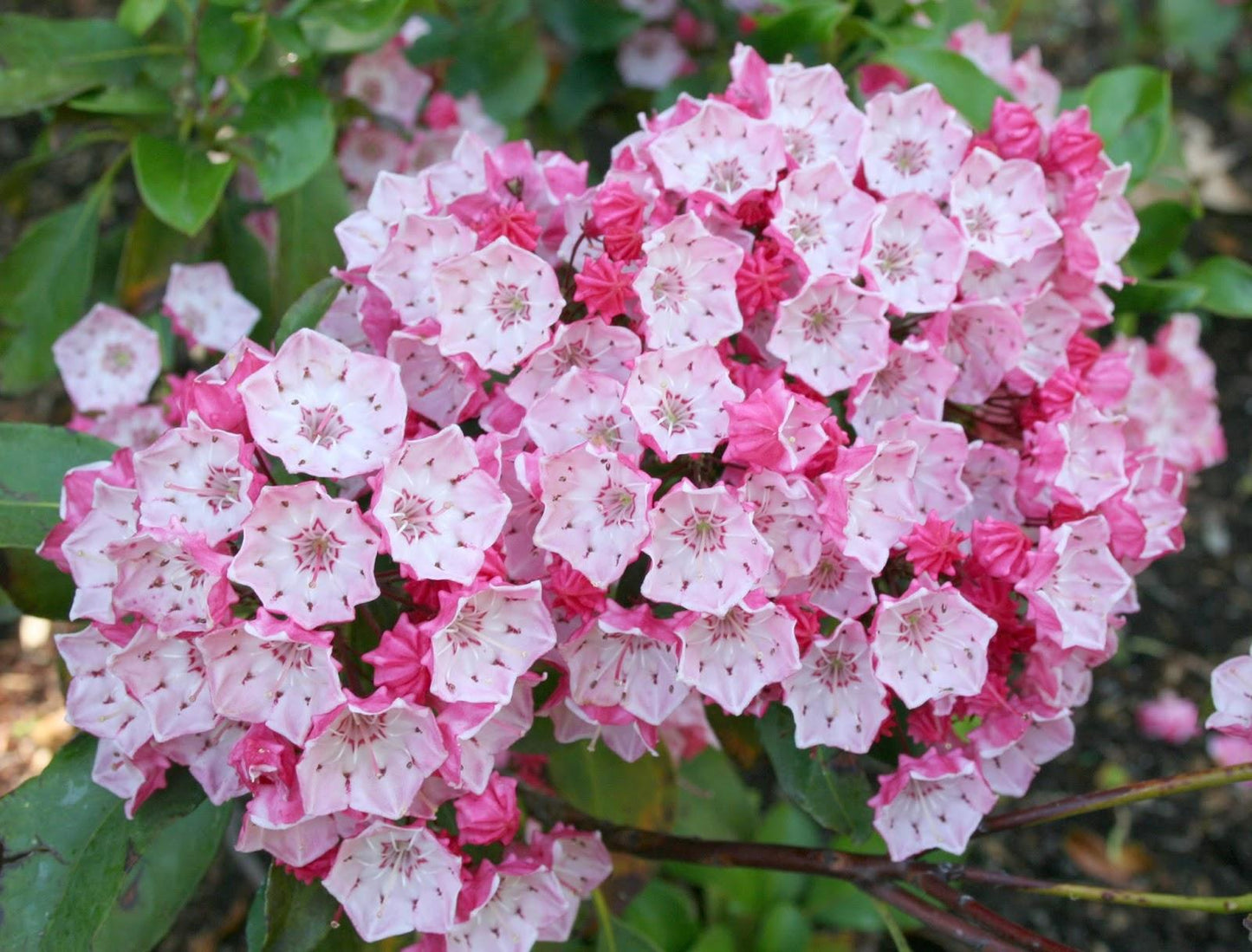 Kalmia Latifolia - View 11 from www redcrocus com