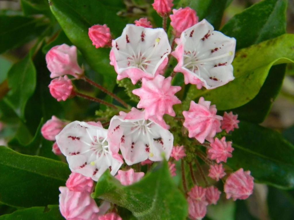 Kalmia Latifolia - View 12 from www redcrocus com