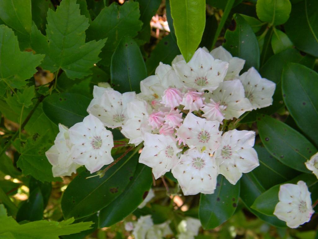 Kalmia Latifolia - View 13 from www redcrocus com