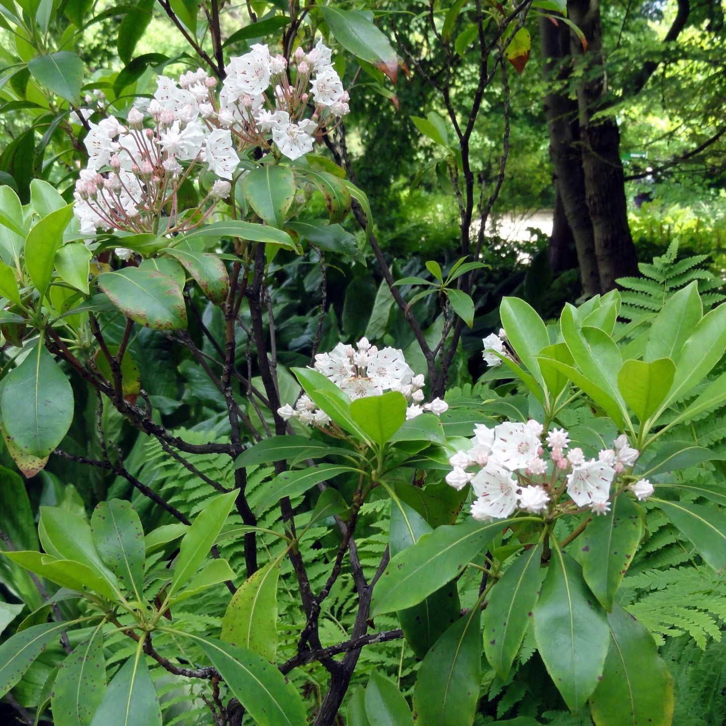 Kalmia Latifolia - View 18 from www redcrocus com