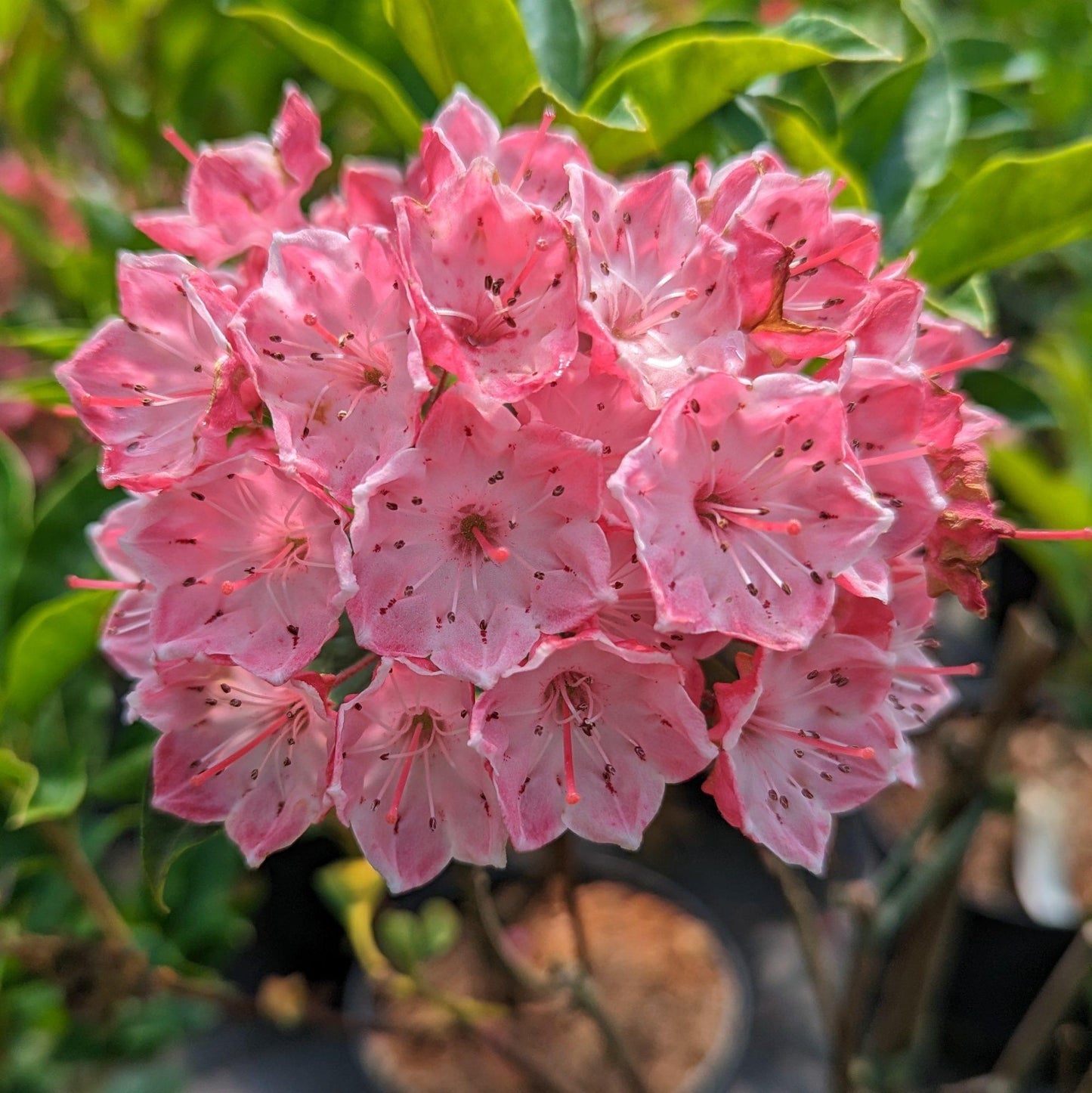 Kalmia Latifolia - View 3 from www redcrocus com