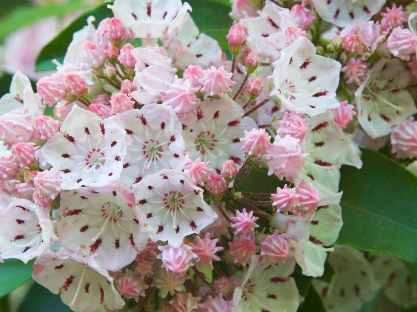 Kalmia Latifolia - View 5 from www redcrocus com