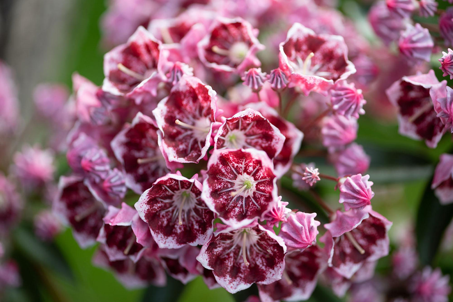 Kalmia Latifolia - View 7 from www redcrocus com