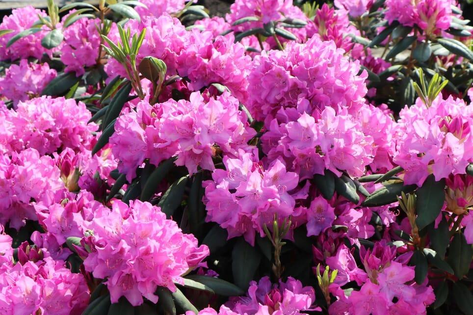 Rhododendron Roseum Pink - View 11 from www redcrocus com