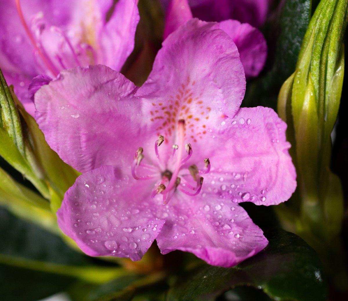 Rhododendron Roseum Pink - View 13 from www redcrocus com