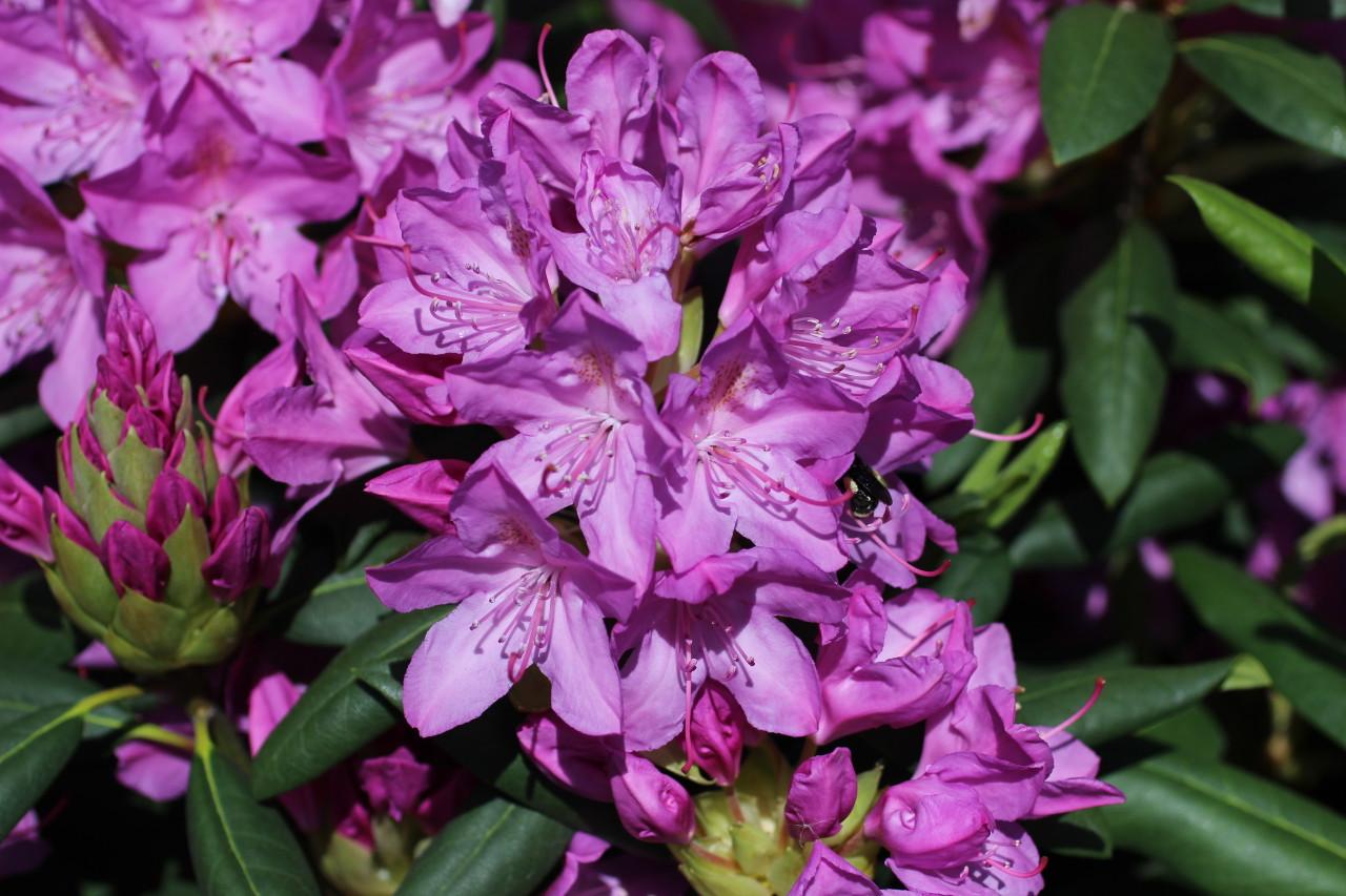 Rhododendron Roseum Pink - View 9 from www redcrocus com