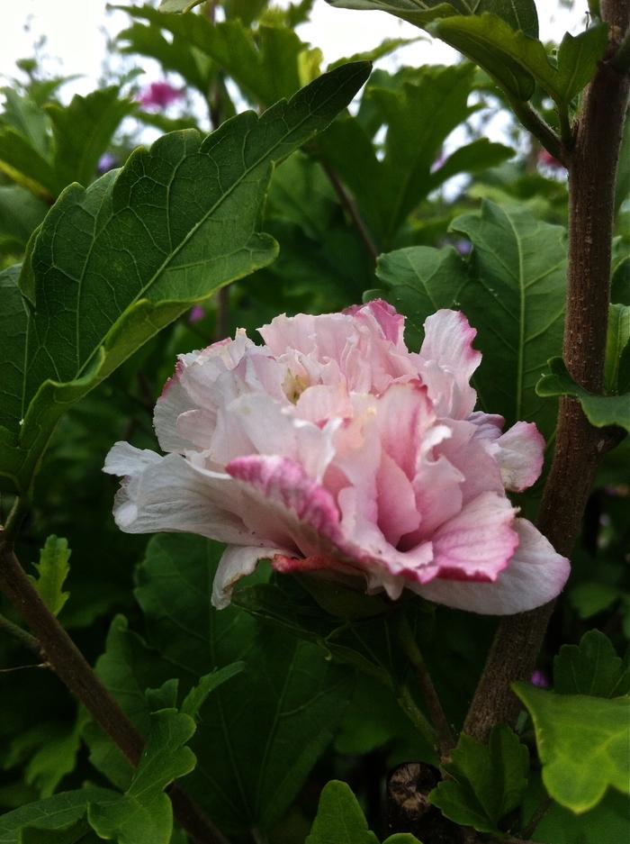 Hibiscus Syriacus Blushing Bride - View 10 from www redcrocus com