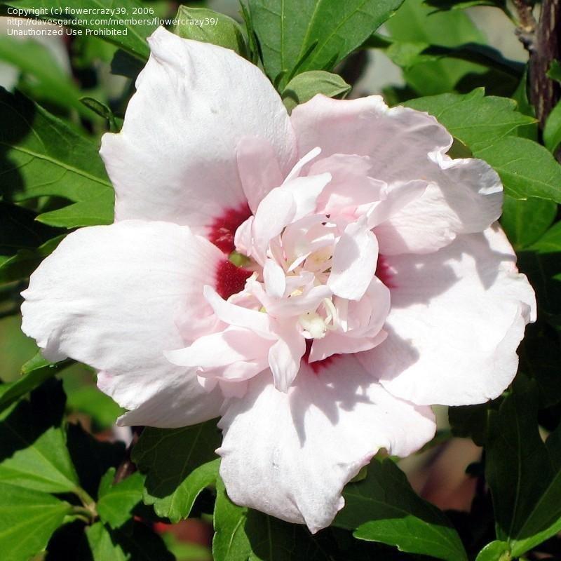 Hibiscus Syriacus Blushing Bride - View 11 from www redcrocus com