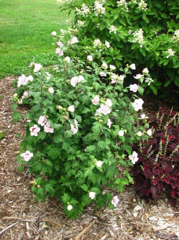 Hibiscus Syriacus Blushing Bride - View 12 from www redcrocus com