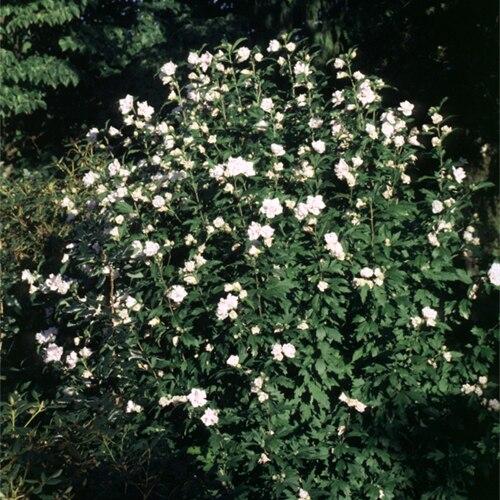Hibiscus Syriacus Blushing Bride - View 13 from www redcrocus com