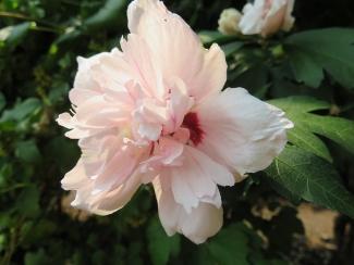 Hibiscus Syriacus Blushing Bride - View 14 from www redcrocus com