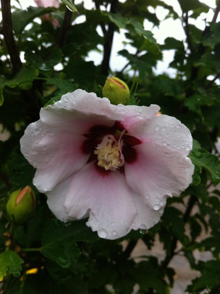 Hibiscus Syriacus Blushing Bride - View 15 from www redcrocus com