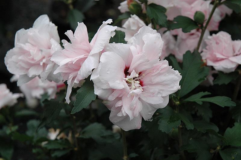 Hibiscus Syriacus Blushing Bride - View 16 from www redcrocus com