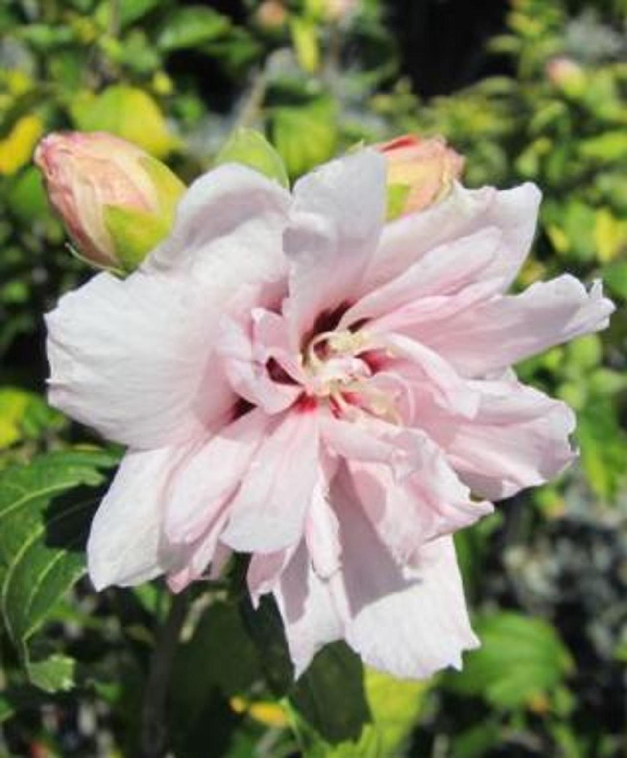 Hibiscus Syriacus Blushing Bride - View 1 from www redcrocus com