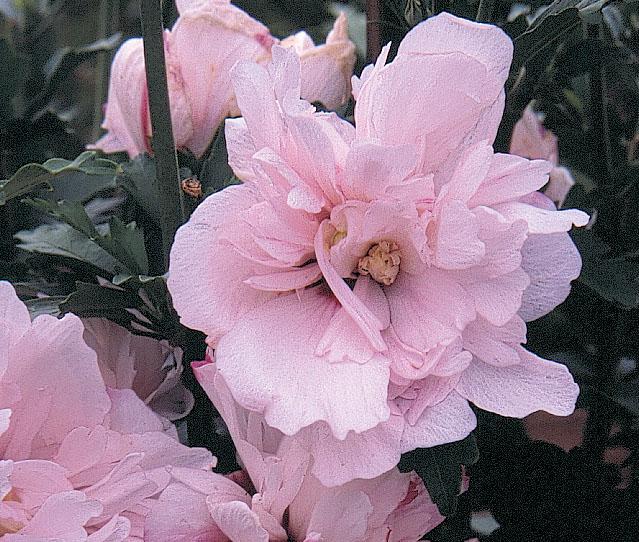 Hibiscus Syriacus Blushing Bride - View 2 from www redcrocus com