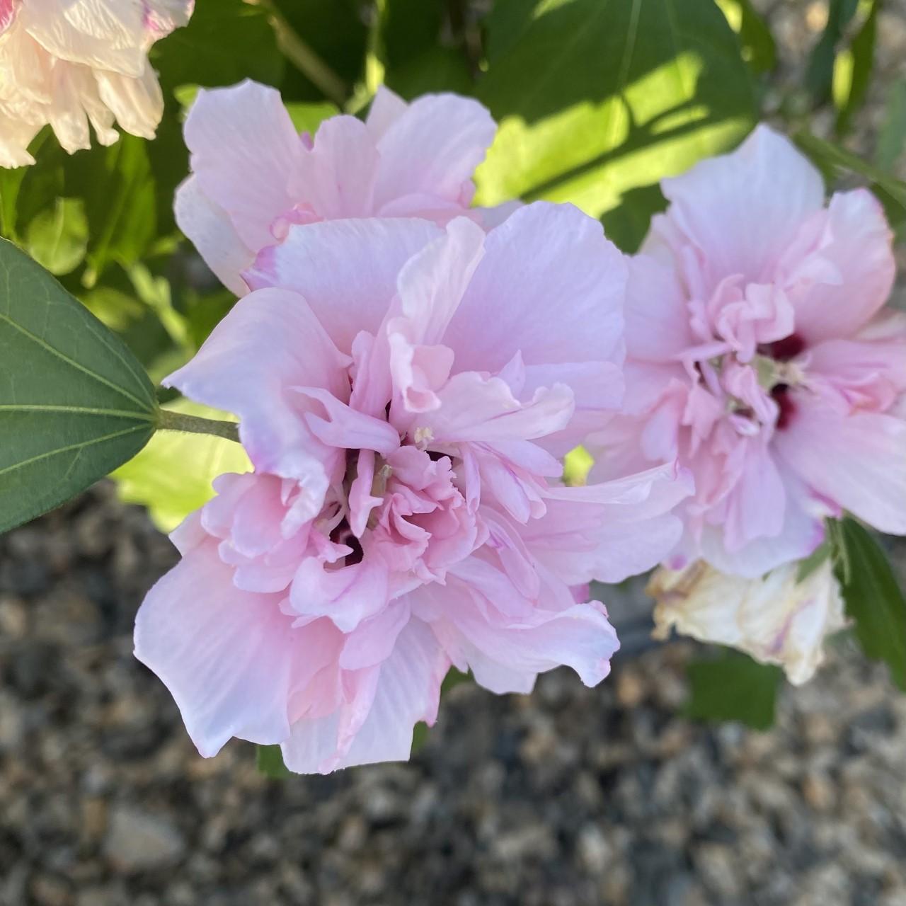 Hibiscus Syriacus Blushing Bride - View 3 from www redcrocus com