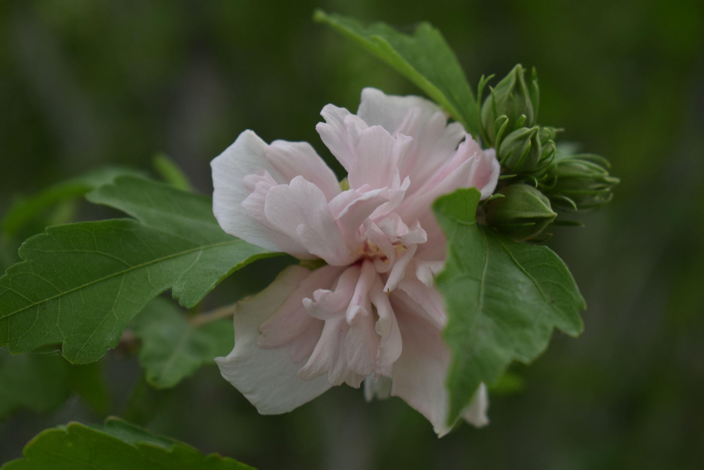 Hibiscus Syriacus Blushing Bride - View 4 from www redcrocus com