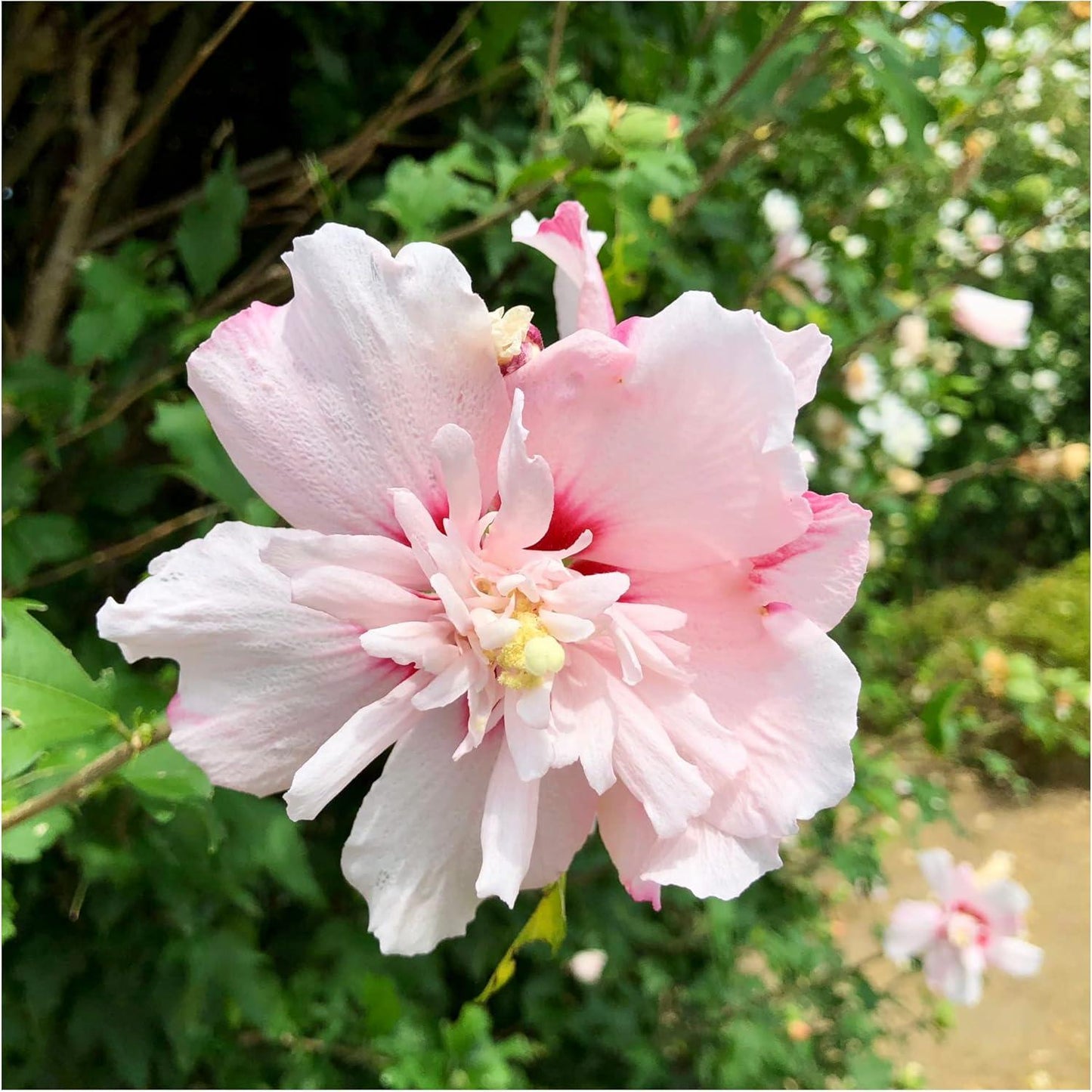 Hibiscus Syriacus Blushing Bride - View 7 from www redcrocus com