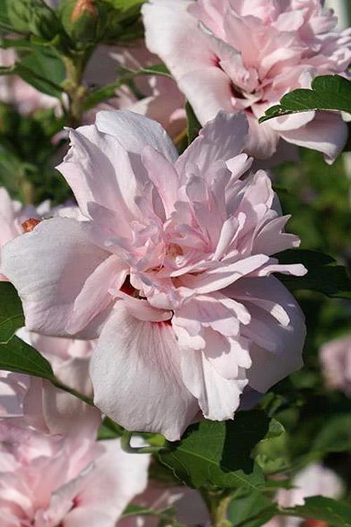 Hibiscus Syriacus Blushing Bride - View 8 from www redcrocus com