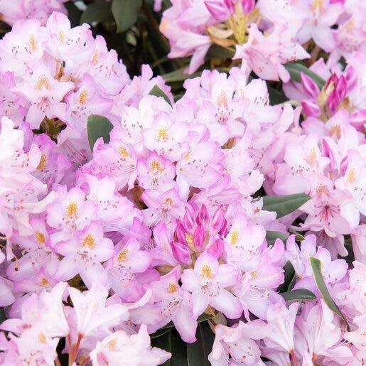Rhododendron Roseum Pink - View 17 from www redcrocus com