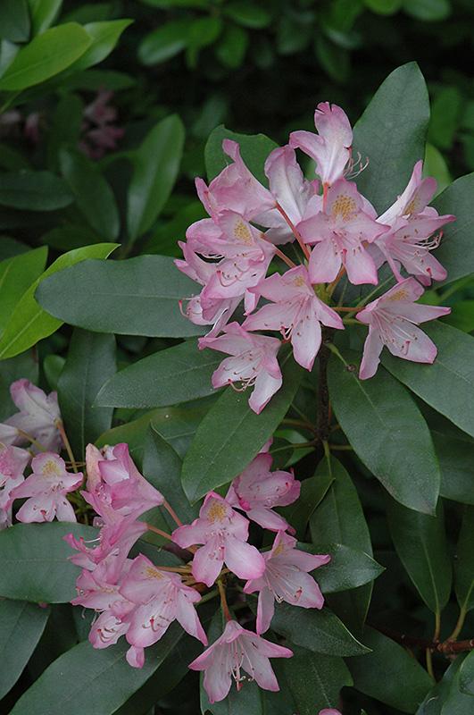 Rhododendron Roseum Pink - View 18 from www redcrocus com