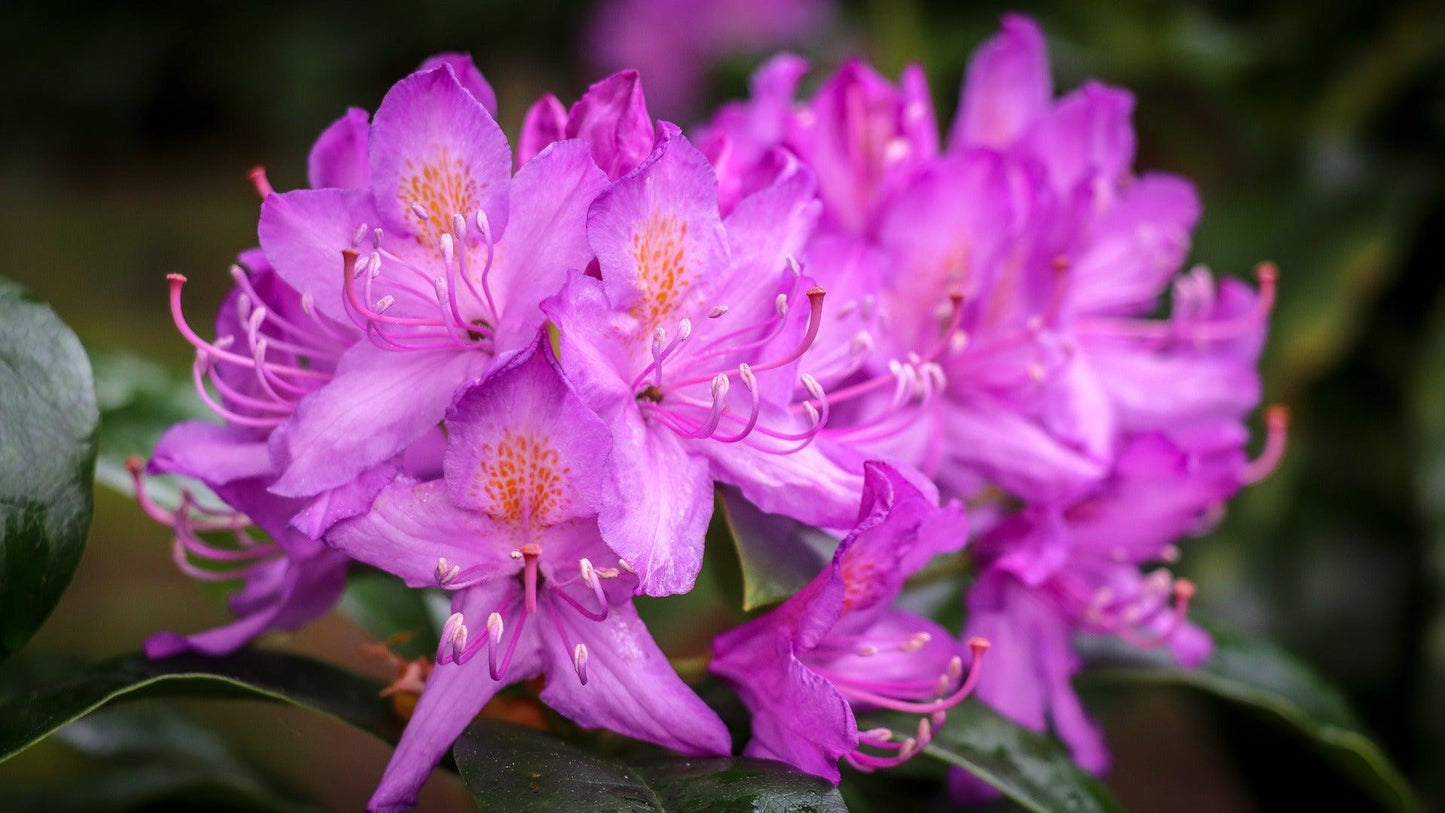 Rhododendron Roseum Pink - View 19 from www redcrocus com