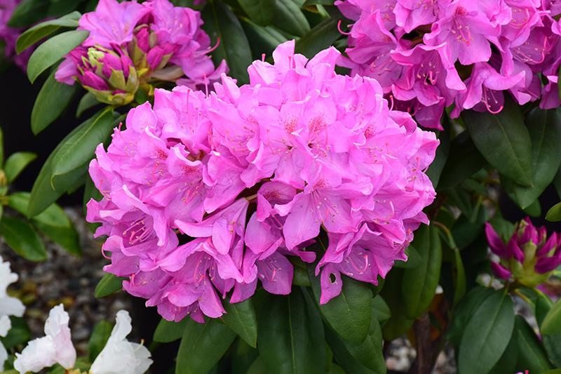 Rhododendron Roseum Pink - View 2 from www redcrocus com