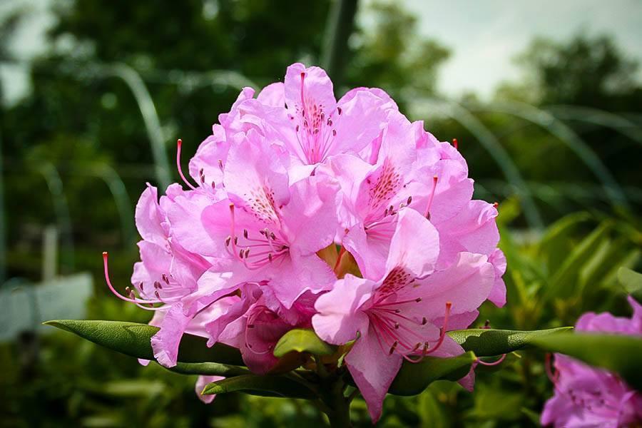 Rhododendron Roseum Pink - View 5 from www redcrocus com