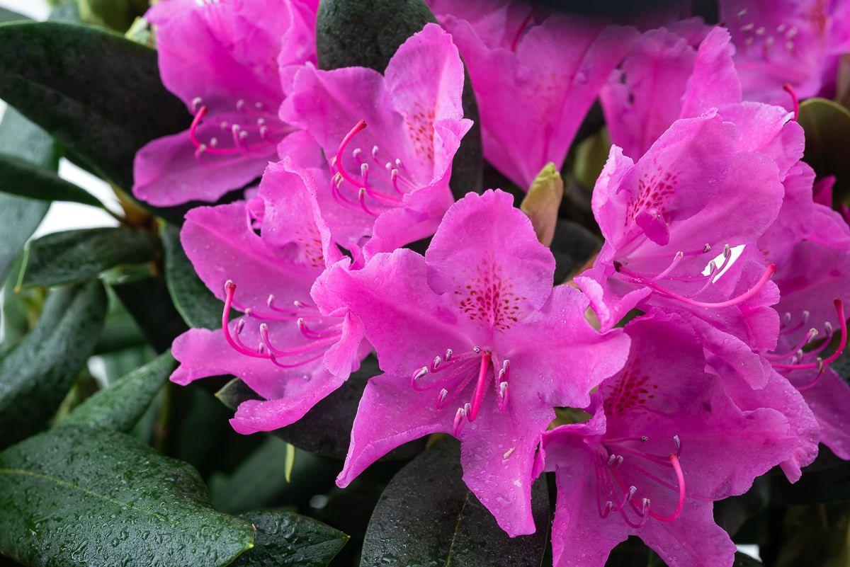 Rhododendron Roseum Pink - View 6 from www redcrocus com