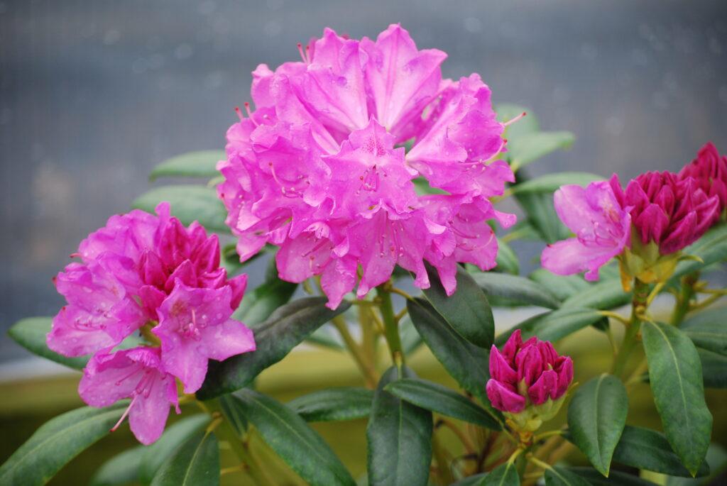 Rhododendron Roseum Pink - View 7 from www redcrocus com