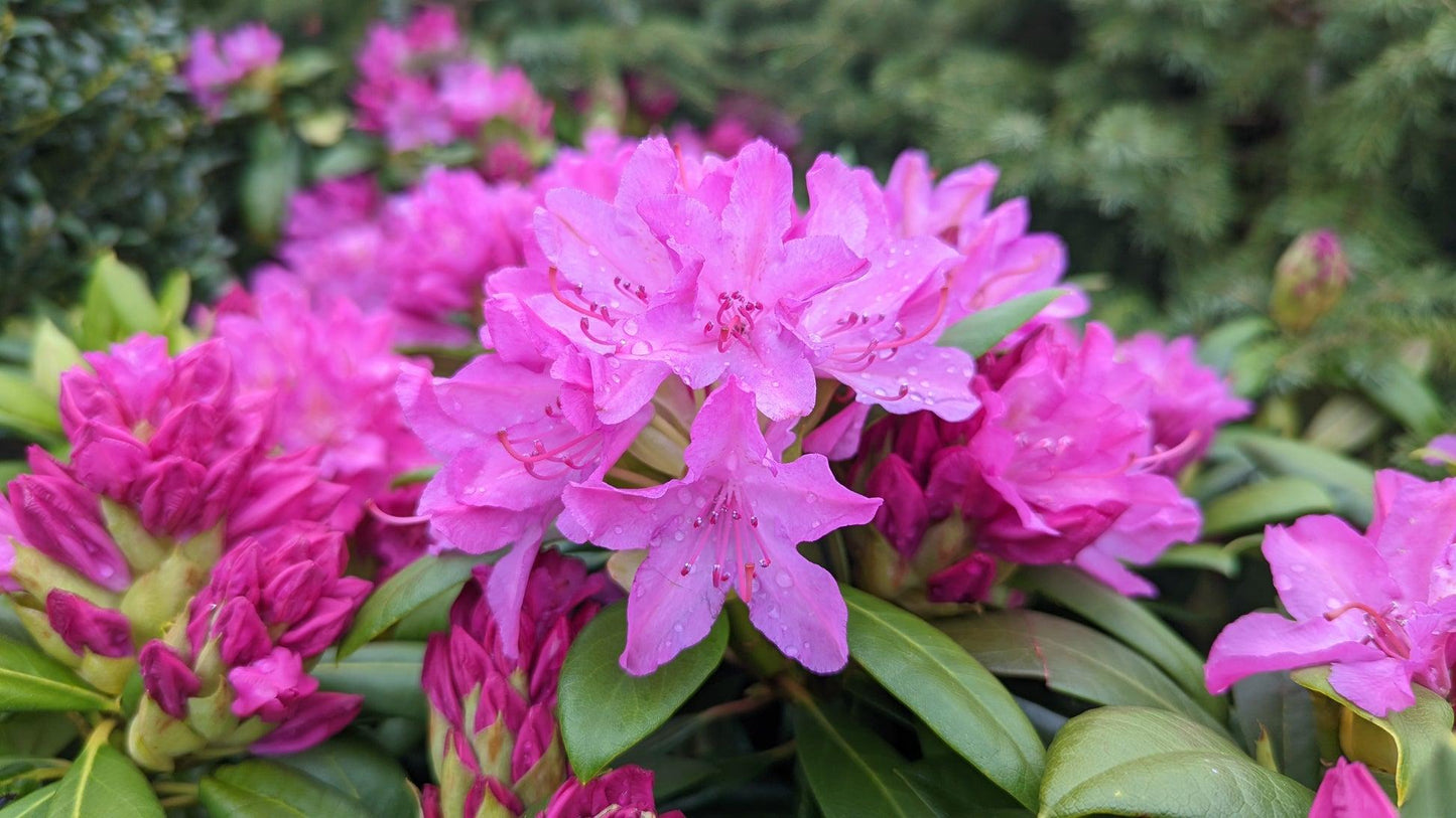 Rhododendron Roseum Pink - View 8 from www redcrocus com