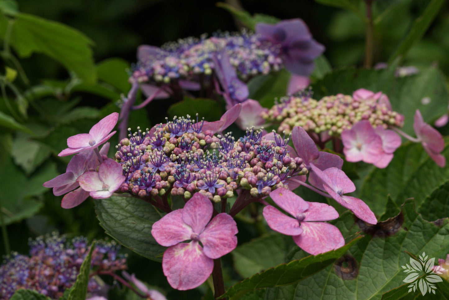 Hydrangea Macrophylla Endless Summer - View 18 from www redcrocus com