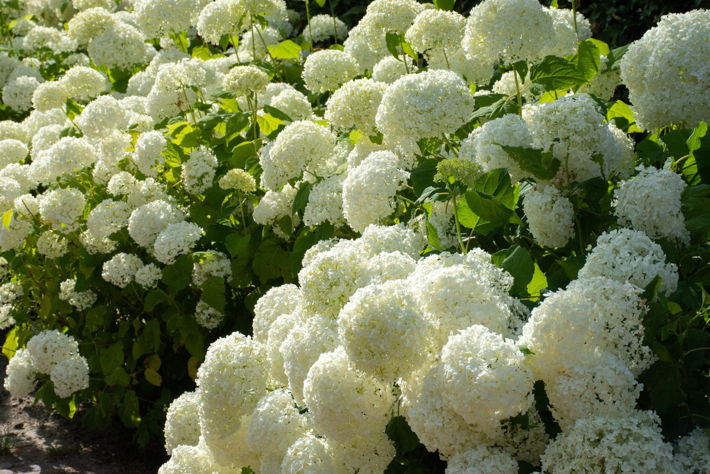 Hydrangea Arborescens Annabelle - View 13 from www redcrocus com