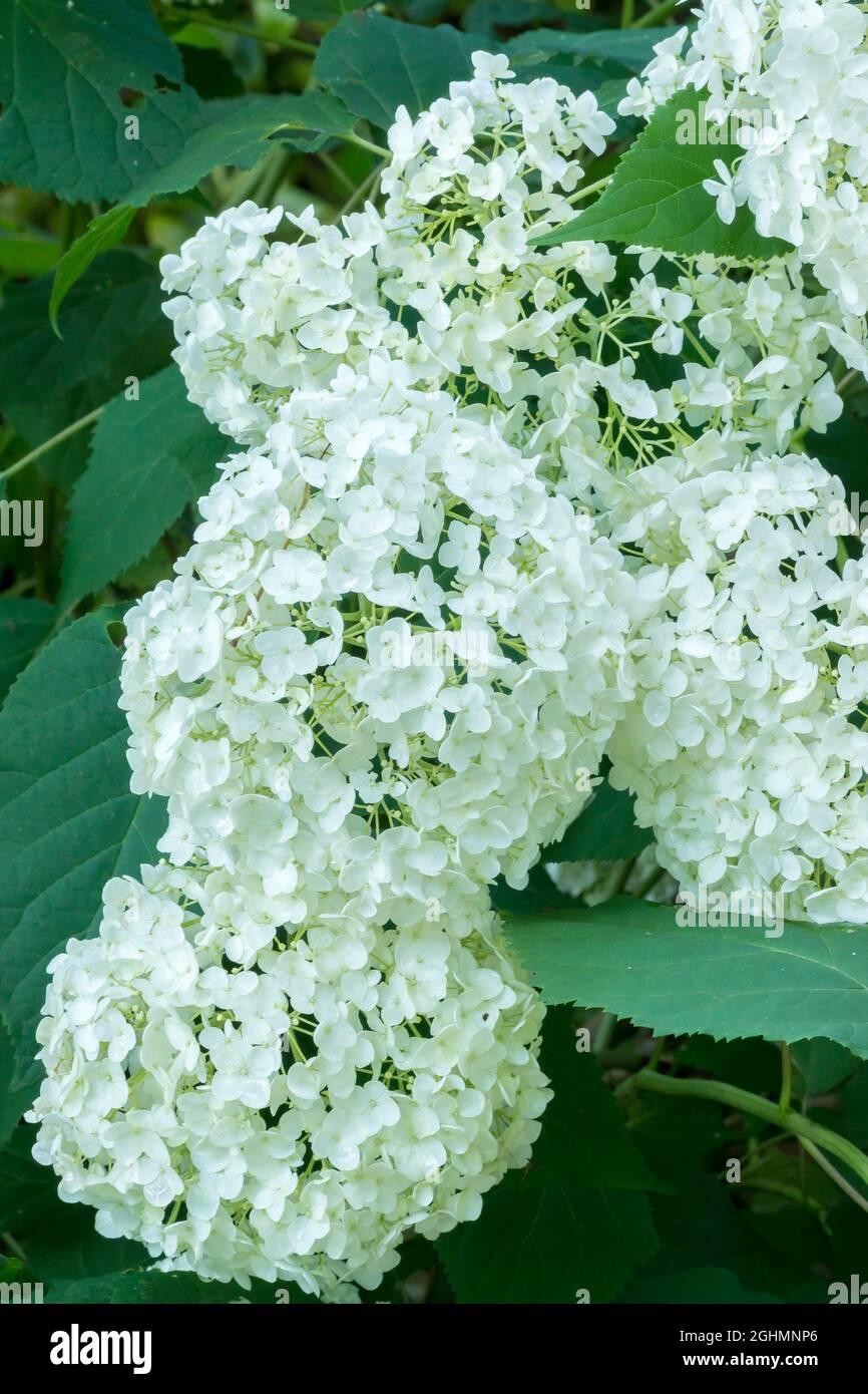 Hydrangea Arborescens Annabelle - View 14 from www redcrocus com