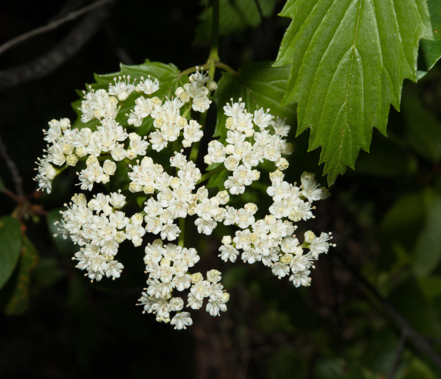 Viburnum Dentatum - View 11 from www redcrocus com