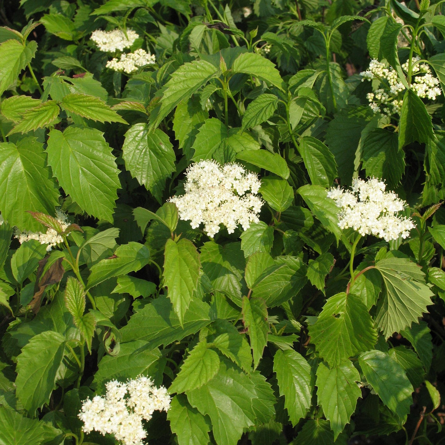 Viburnum Dentatum - View 15 from www redcrocus com