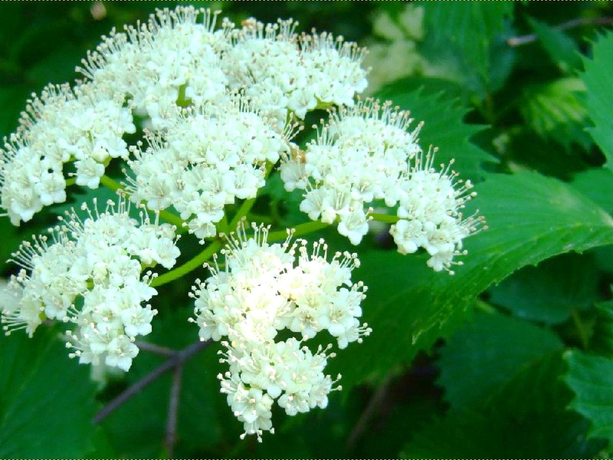 Viburnum Dentatum - View 16 from www redcrocus com