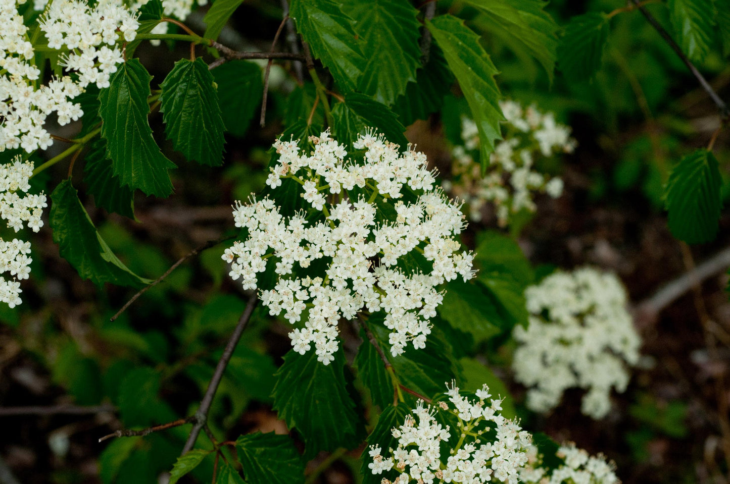 Viburnum Dentatum - View 17 from www redcrocus com