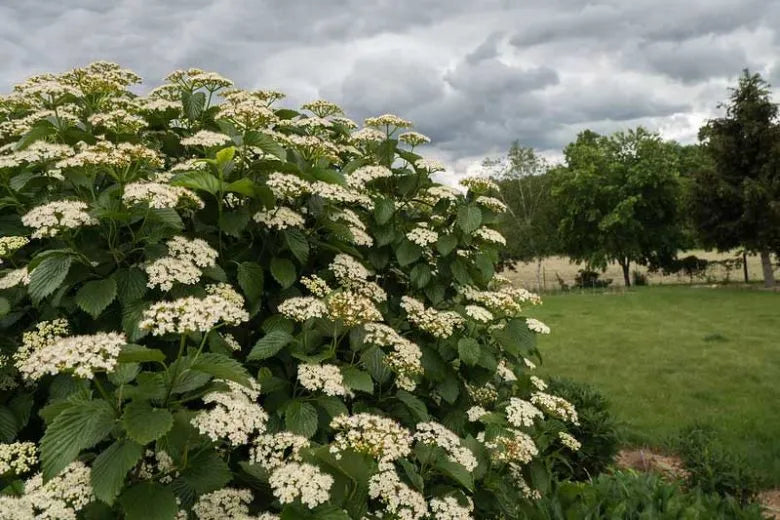 Viburnum Dentatum - View 19 from www redcrocus com