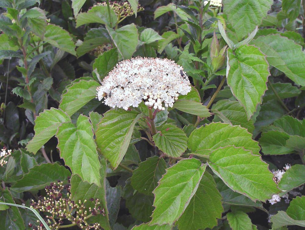 Viburnum Dentatum - View 20 from www redcrocus com