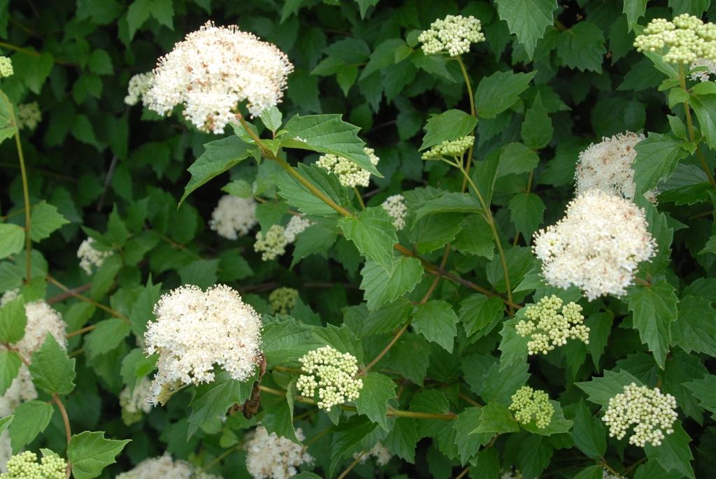 Viburnum Dentatum - View 3 from www redcrocus com