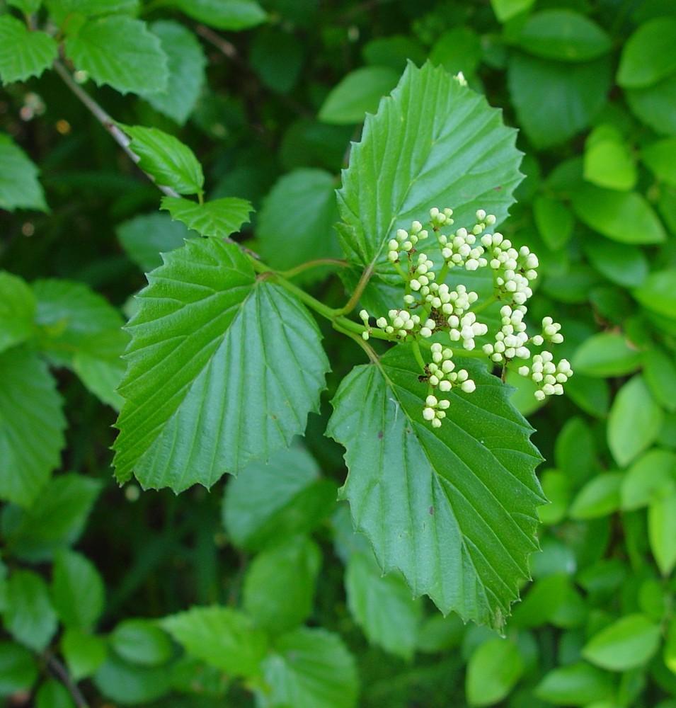 Viburnum Dentatum - View 4 from www redcrocus com