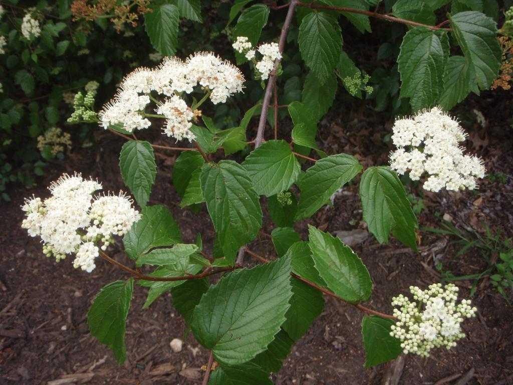Viburnum Dentatum - View 5 from www redcrocus com
