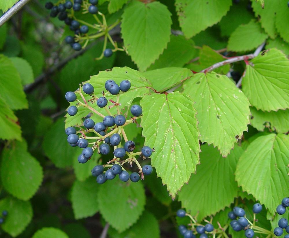 Viburnum Dentatum - View 6 from www redcrocus com