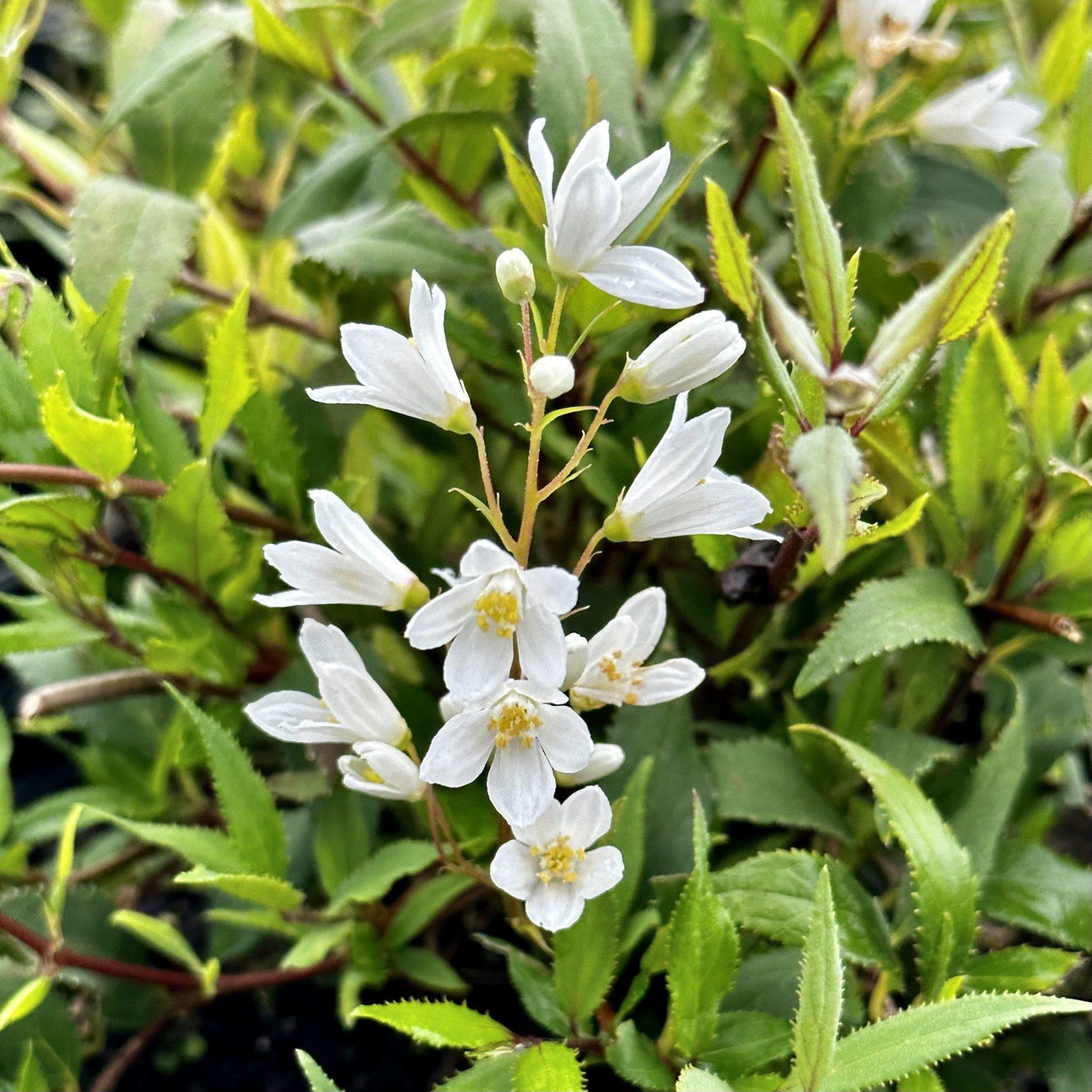 Deutzia Gracilis Nikko - View 11 from www redcrocus com