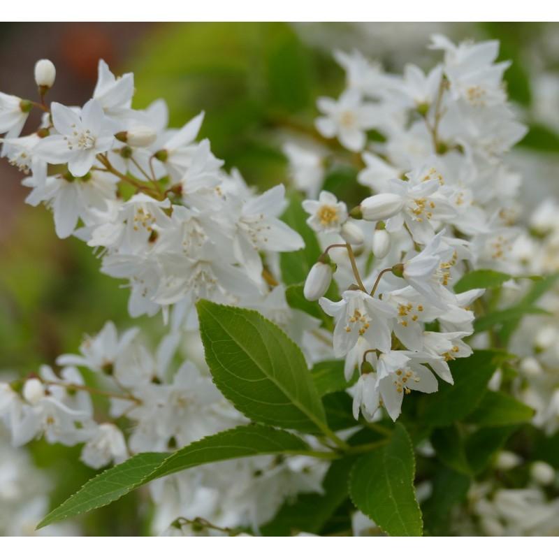Deutzia Gracilis Nikko - View 12 from www redcrocus com
