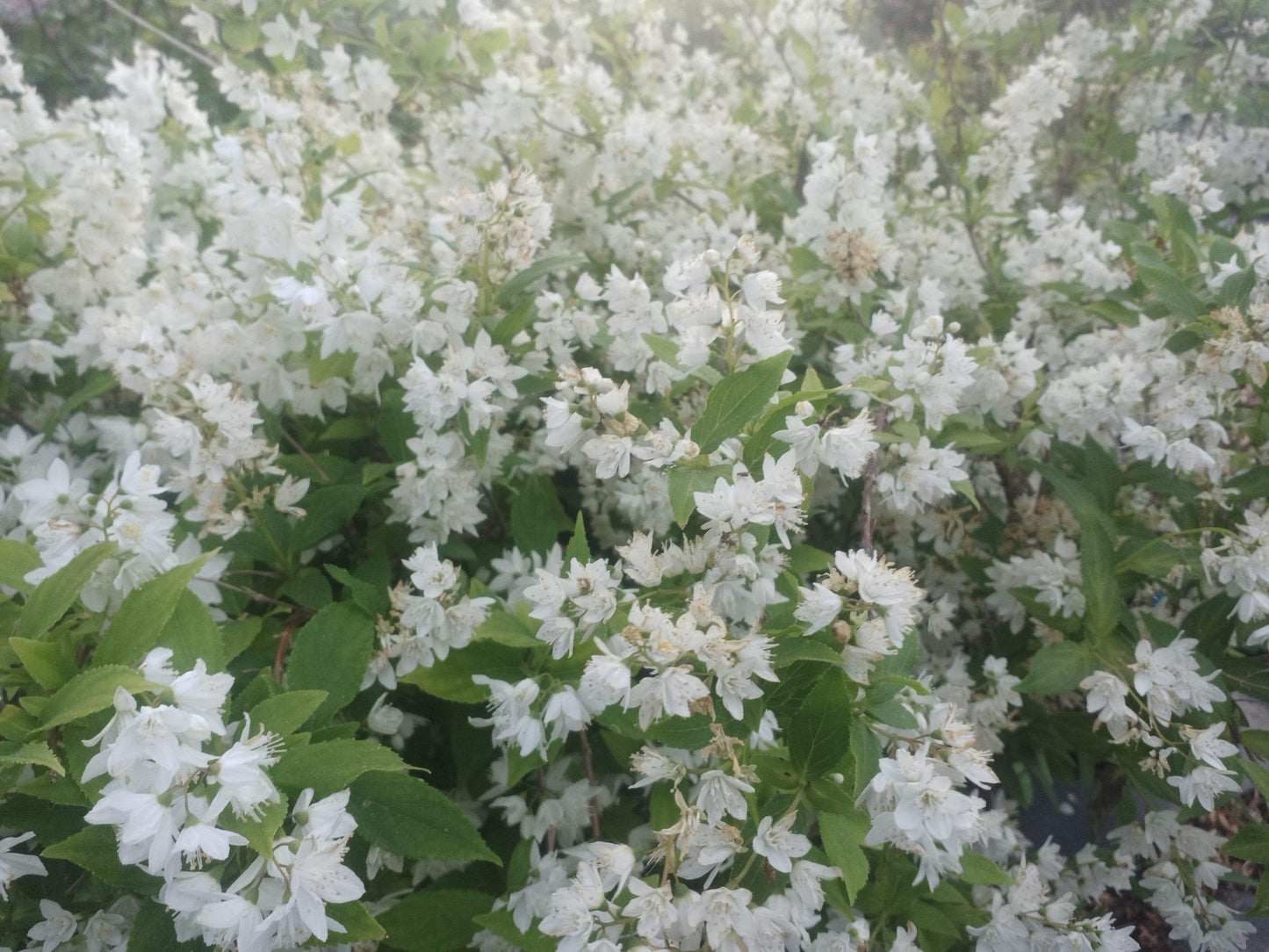 Deutzia Gracilis Nikko - View 14 from www redcrocus com