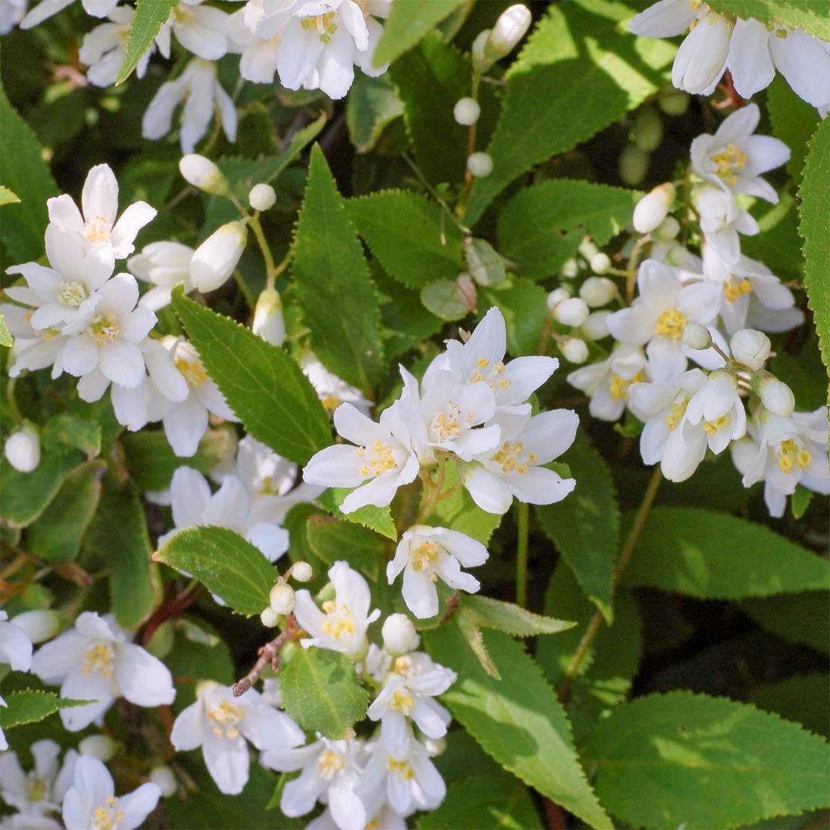 Deutzia Gracilis Nikko - View 15 from www redcrocus com