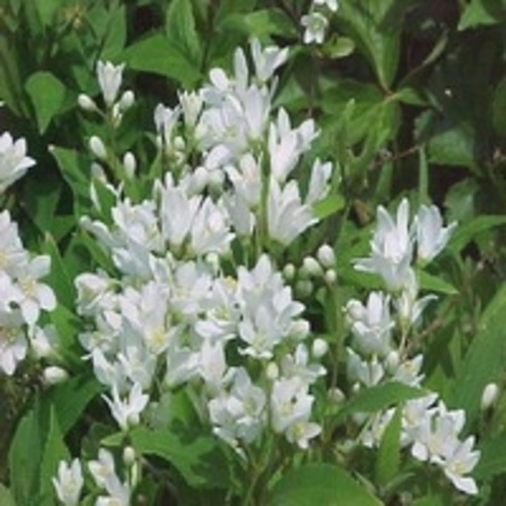 Deutzia Gracilis Nikko - View 15 from www redcrocus com